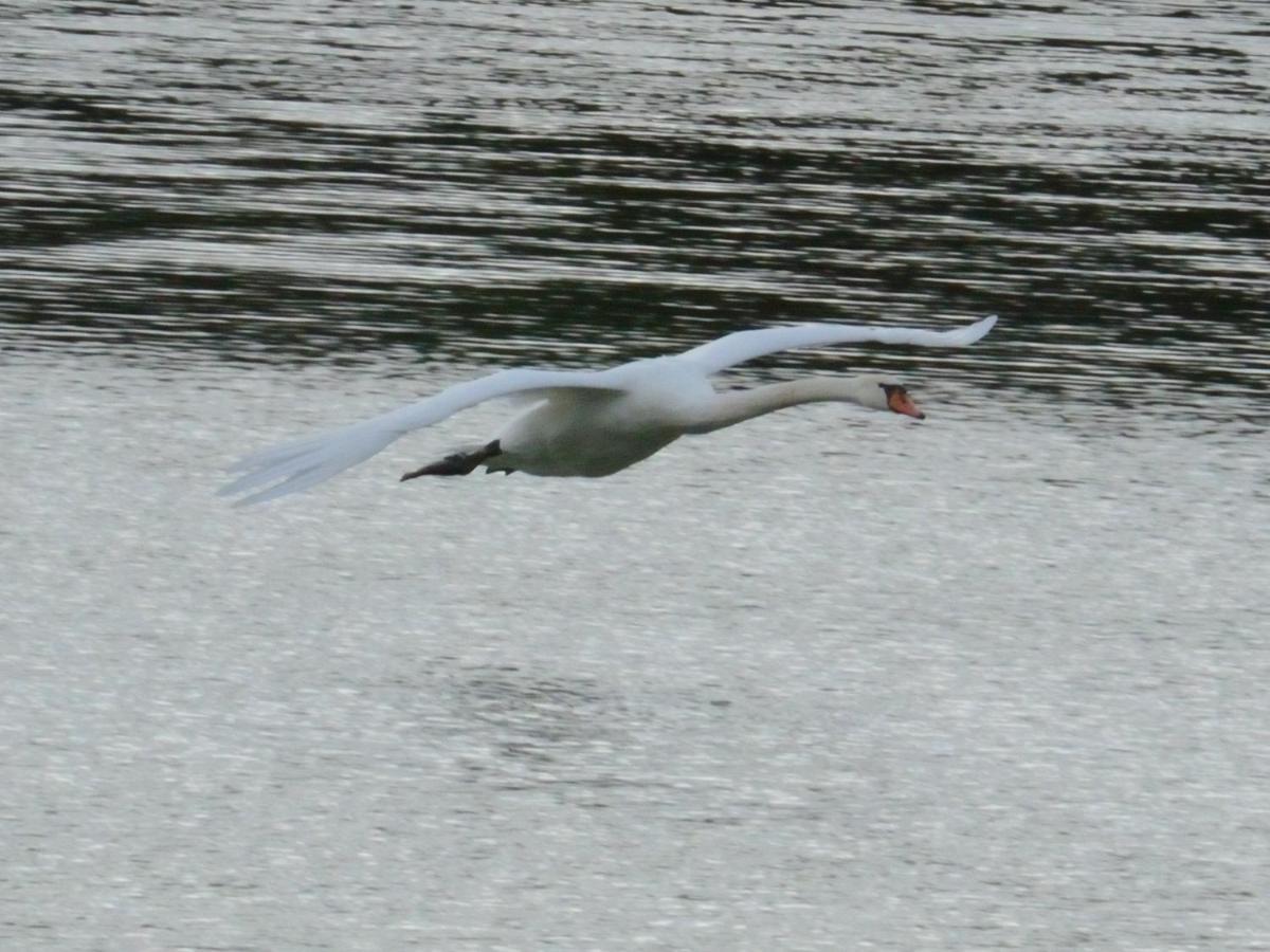 Les Cygnes Au Bord Du Loing Villa Montigny-sur-Loing Dış mekan fotoğraf