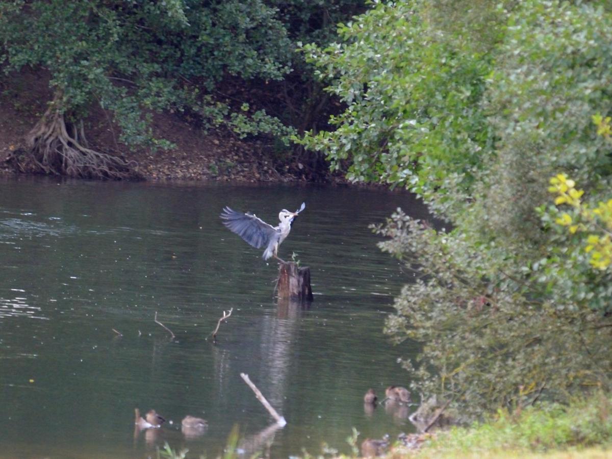 Les Cygnes Au Bord Du Loing Villa Montigny-sur-Loing Dış mekan fotoğraf