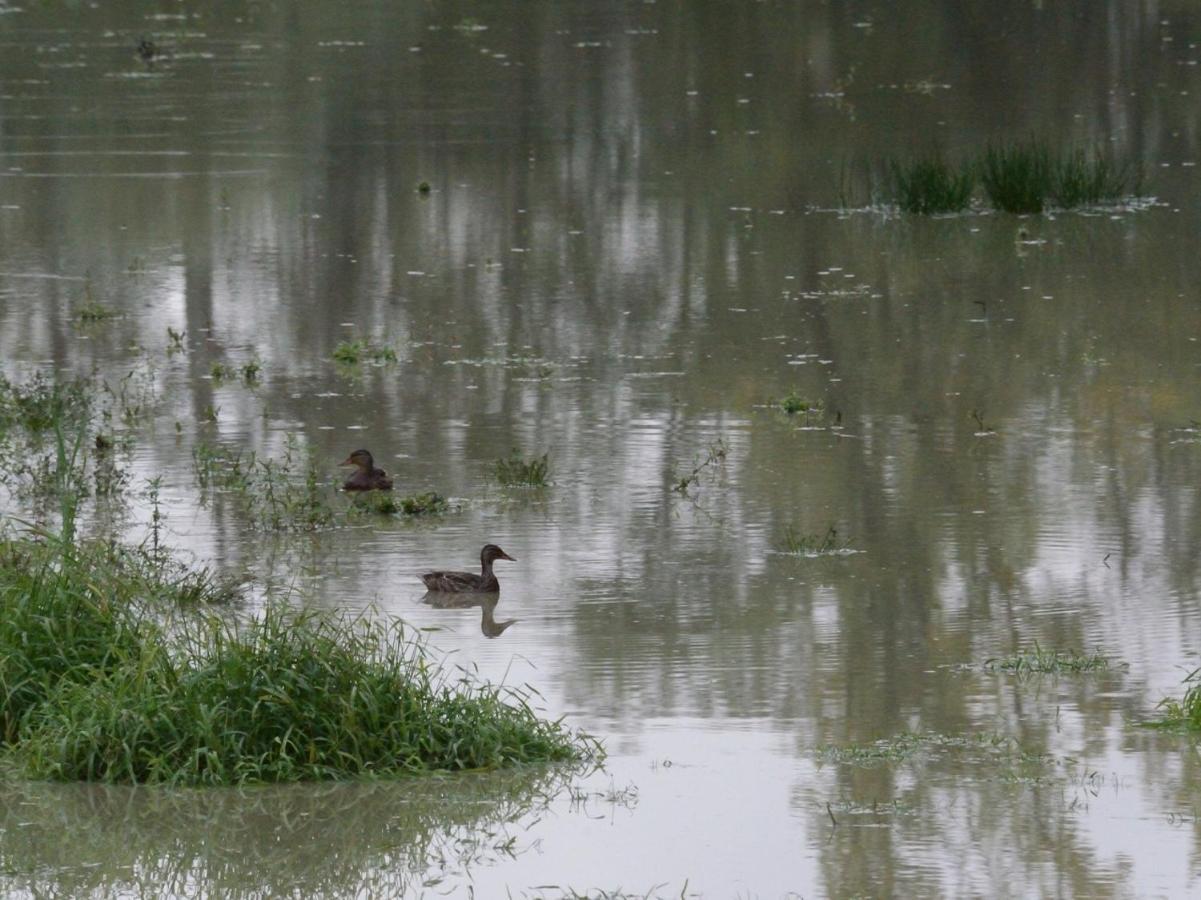 Les Cygnes Au Bord Du Loing Villa Montigny-sur-Loing Dış mekan fotoğraf