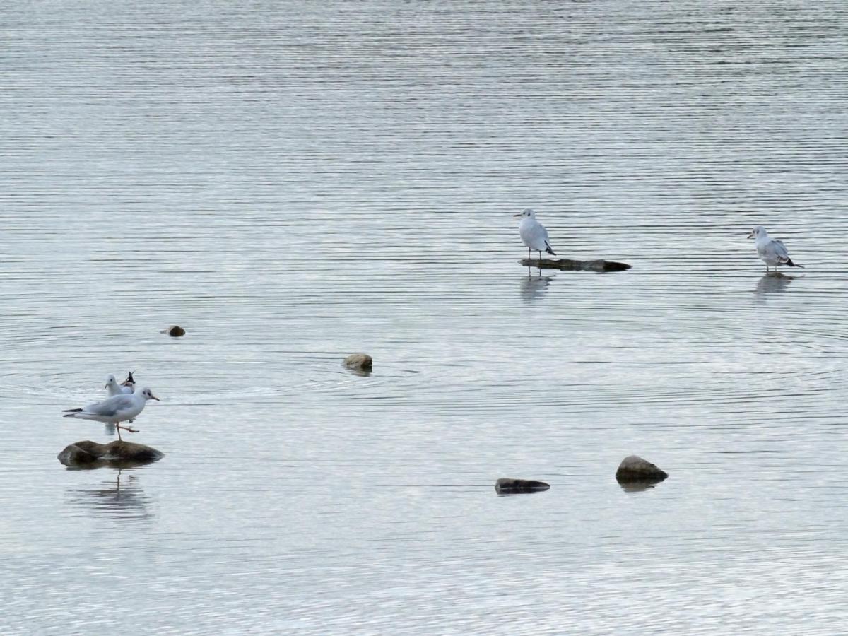 Les Cygnes Au Bord Du Loing Villa Montigny-sur-Loing Dış mekan fotoğraf